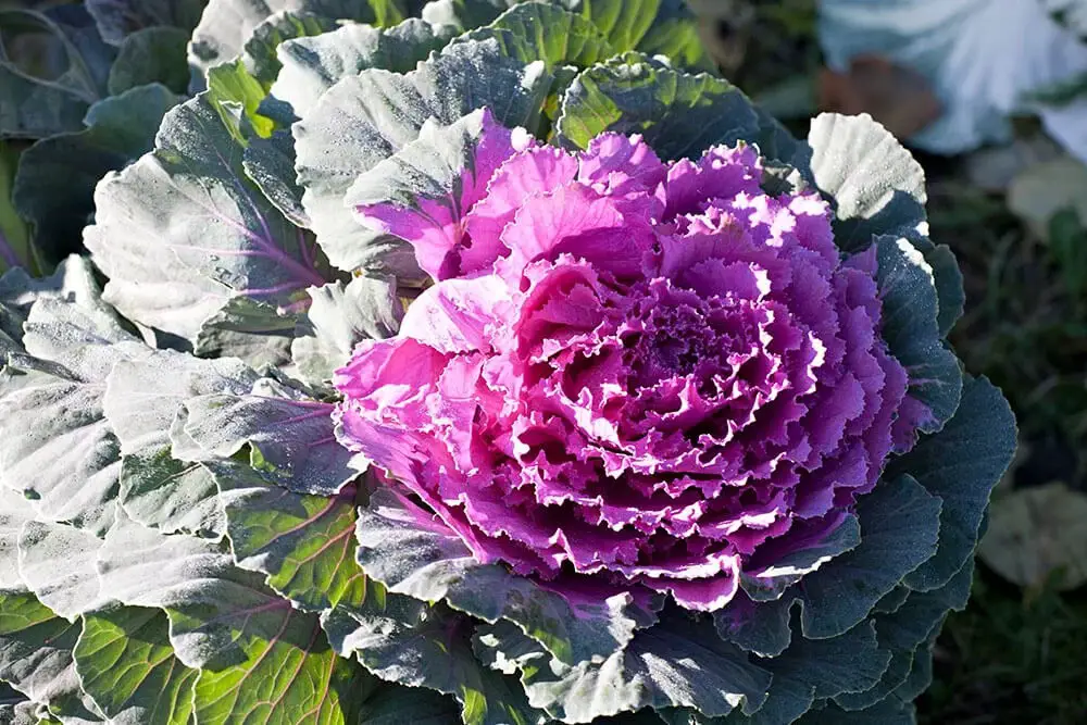 Ornamental Cabbage (Brassica oleracea)