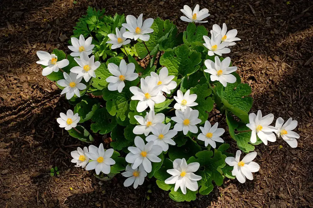 White Bloodroot (Sanguinaria canadensis)