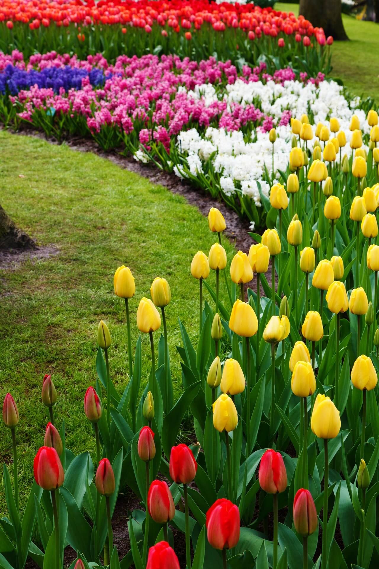 Combining Tulips with Annuals and Perennials