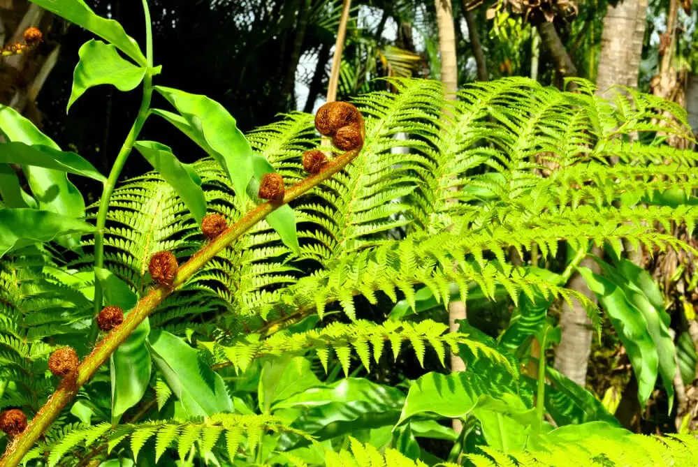 Japanese Tassel Fern (Polystichum polyblepharum)