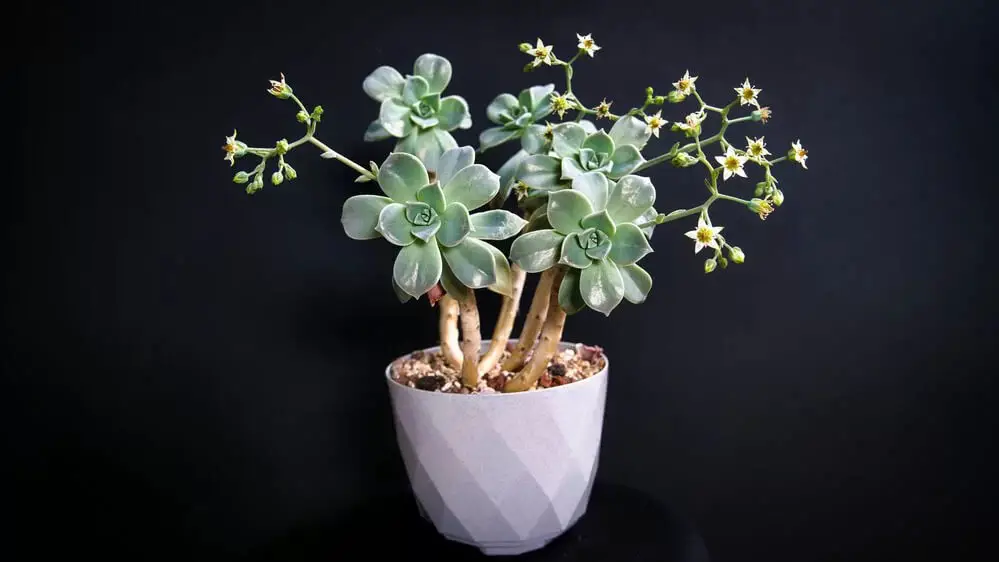 Ghost Plant (Graptopetalum paraguayense)