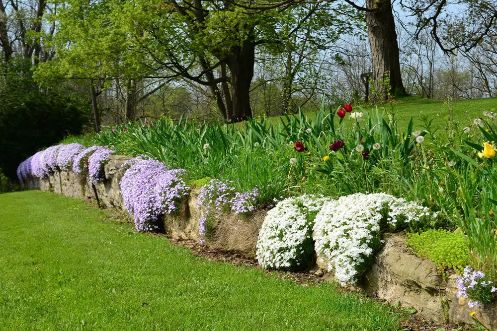 Creeping Phlox (Phlox subulata)