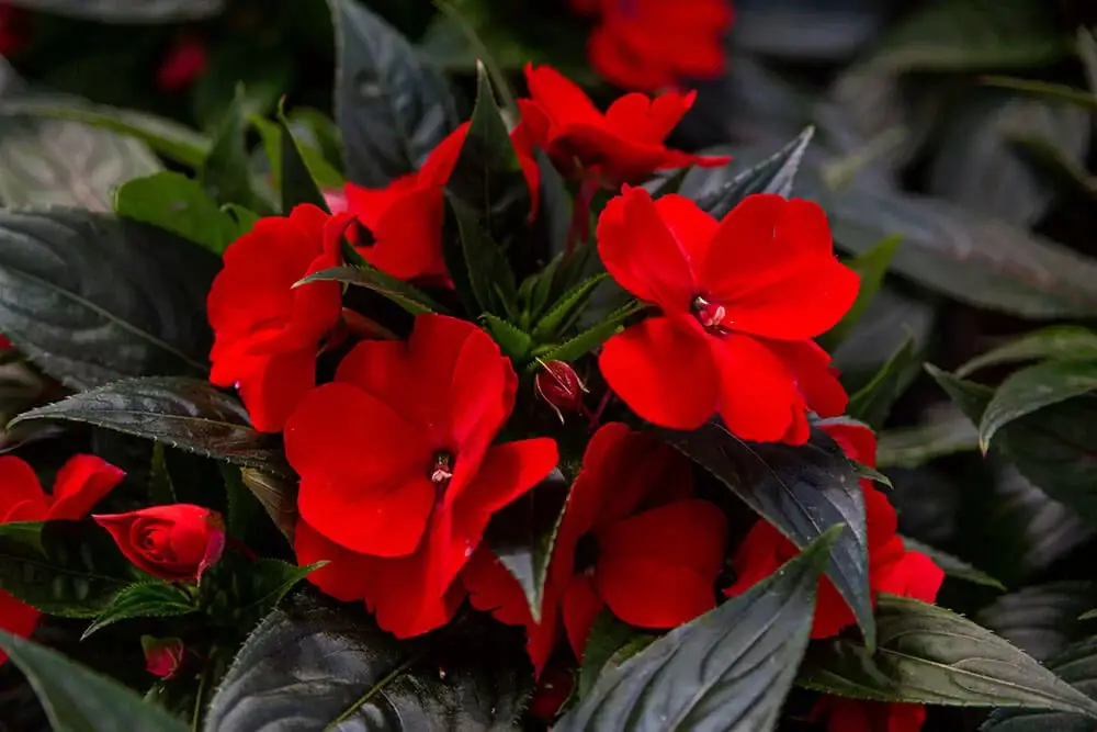 Impatiens (Impatiens walleriana)