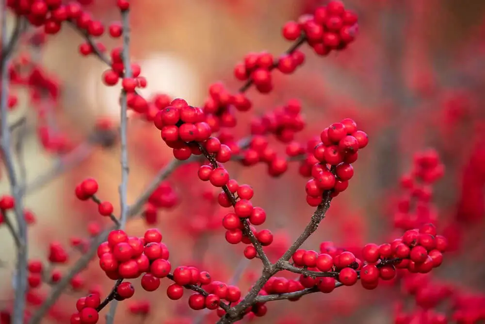 Winterberry (Ilex verticillata)