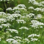 20 Beautiful Types Of White Flower Ground Cover Plants That Spread Quickly