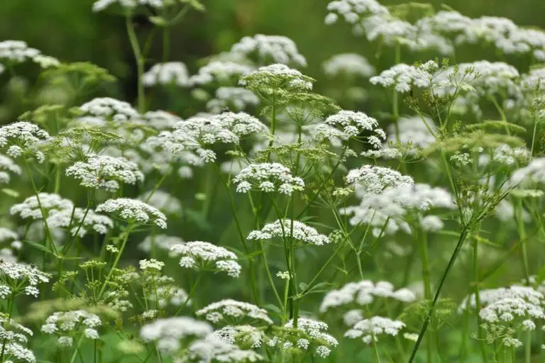 20 Beautiful Types Of White Flower Ground Cover Plants That Spread Quickly