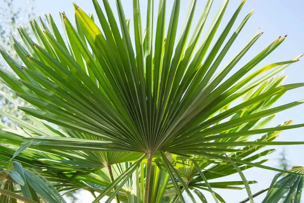 Dwarf Palmetto (Sabal minor)