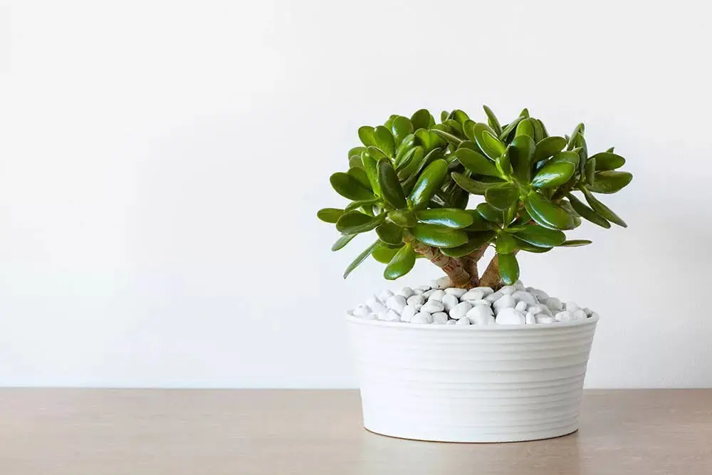 Jade Plant (Crassula ovata)