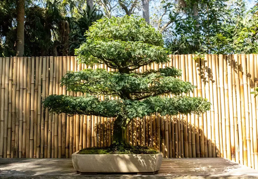 Brazilian Rain Tree Bonsai (Pithecellobium tortum)