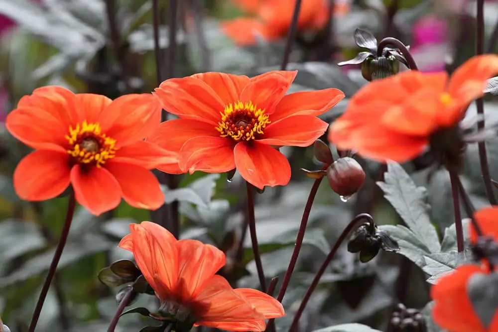 Dahlia (Dahlia ‘Bishop of Oxford’)