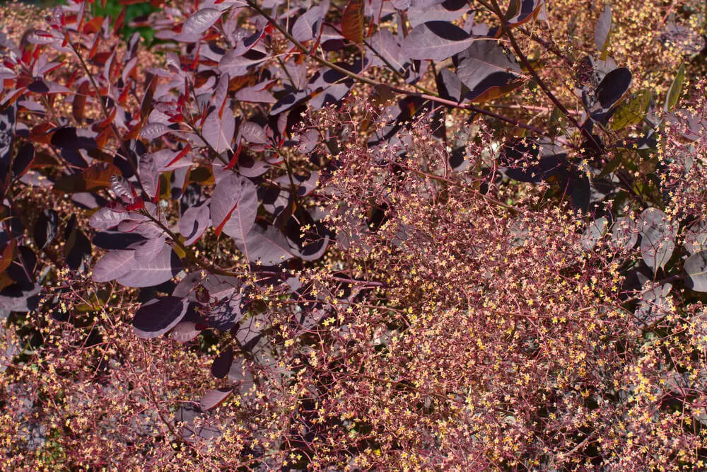 Royal Purple Smoke Tree (Cotinus coggygria ‘Royal Purple)