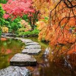 18 Types Of Japanese Maples With Different Shapes And Colors