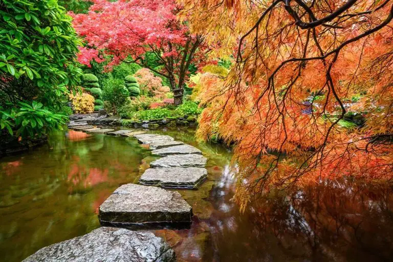 18 Types Of Japanese Maples With Different Shapes And Colors