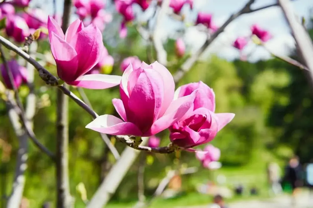 Magnolia liliflora ‘Jane’ (Jane Magnolia)