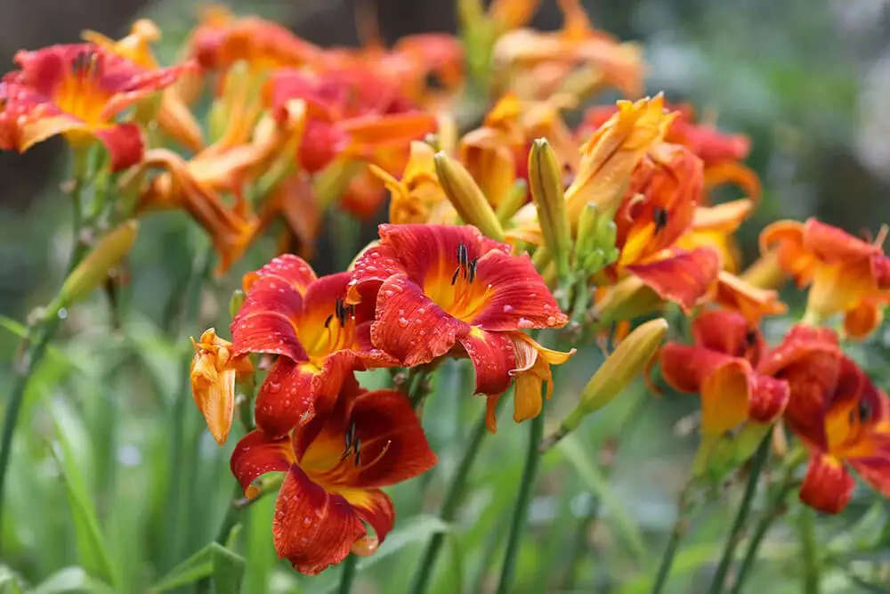 Daylily (Hemerocallis)