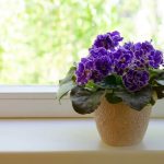 29 Houseplants For South-Facing Windows That Thrive In The Sun