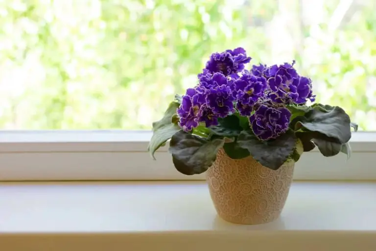 29 Houseplants For South-Facing Windows That Thrive In The Sun