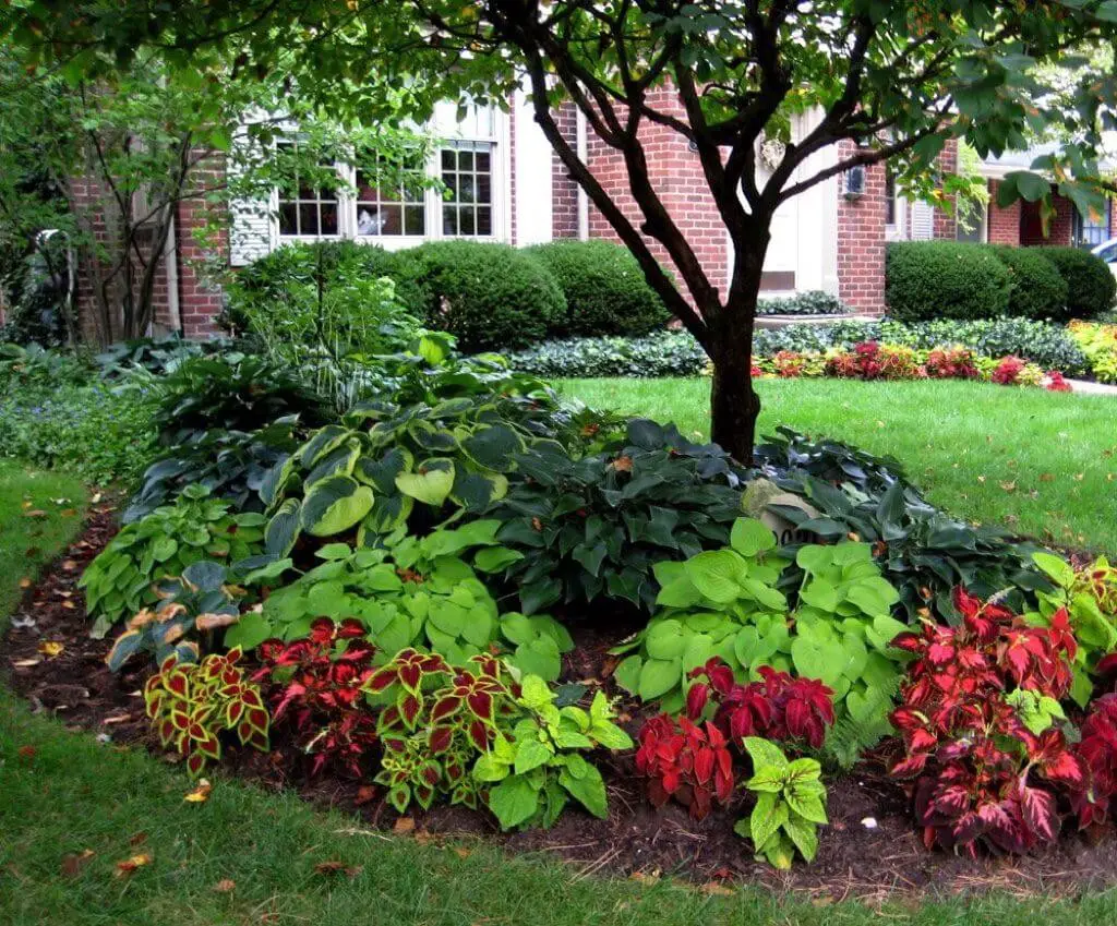 Coleus and Hosta Beds