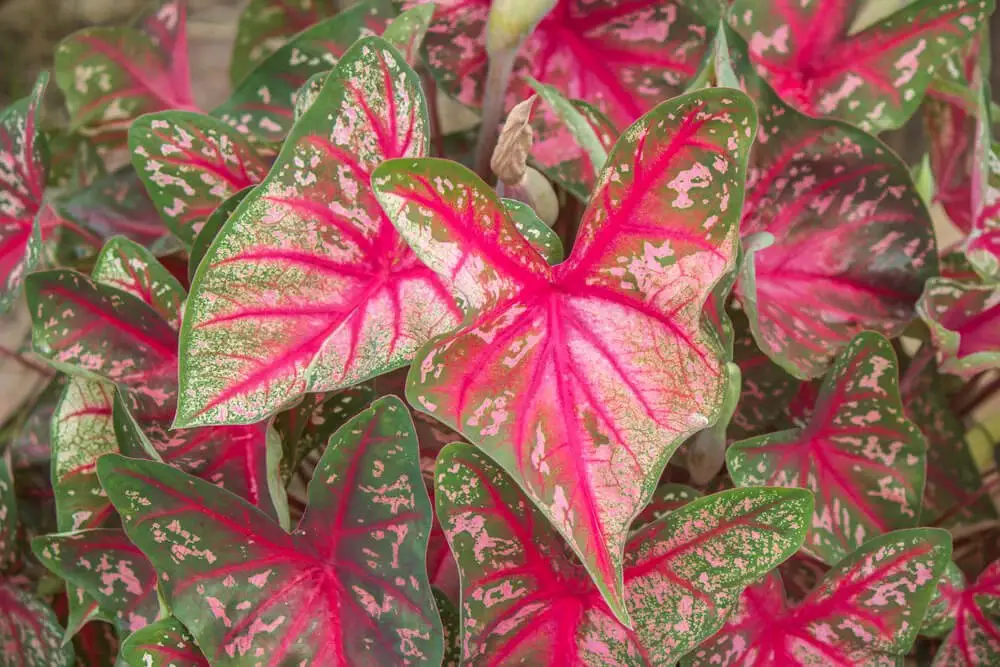 Elephant Ears (Caladium)