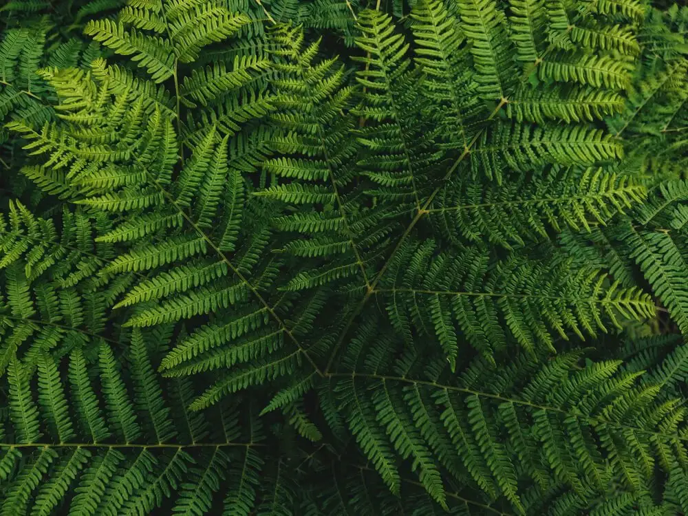 Eagle Fern (Pteridium aquilinum)