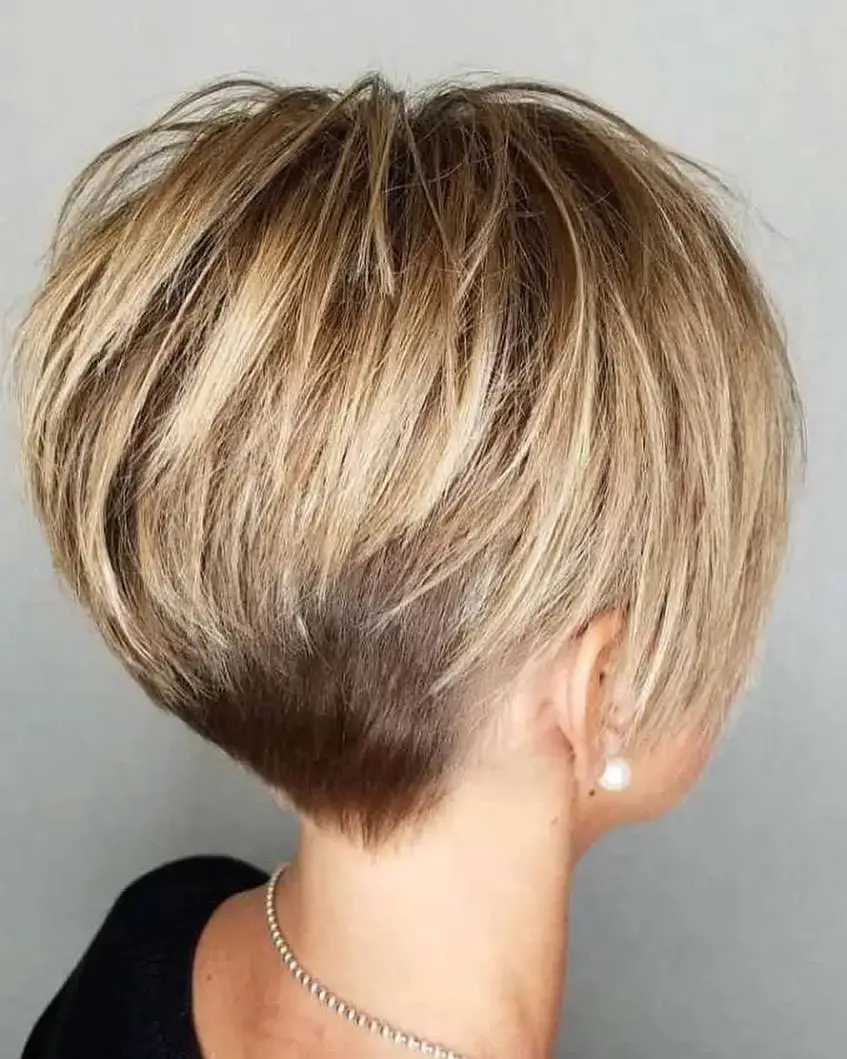 Highlighted Pixie Bob