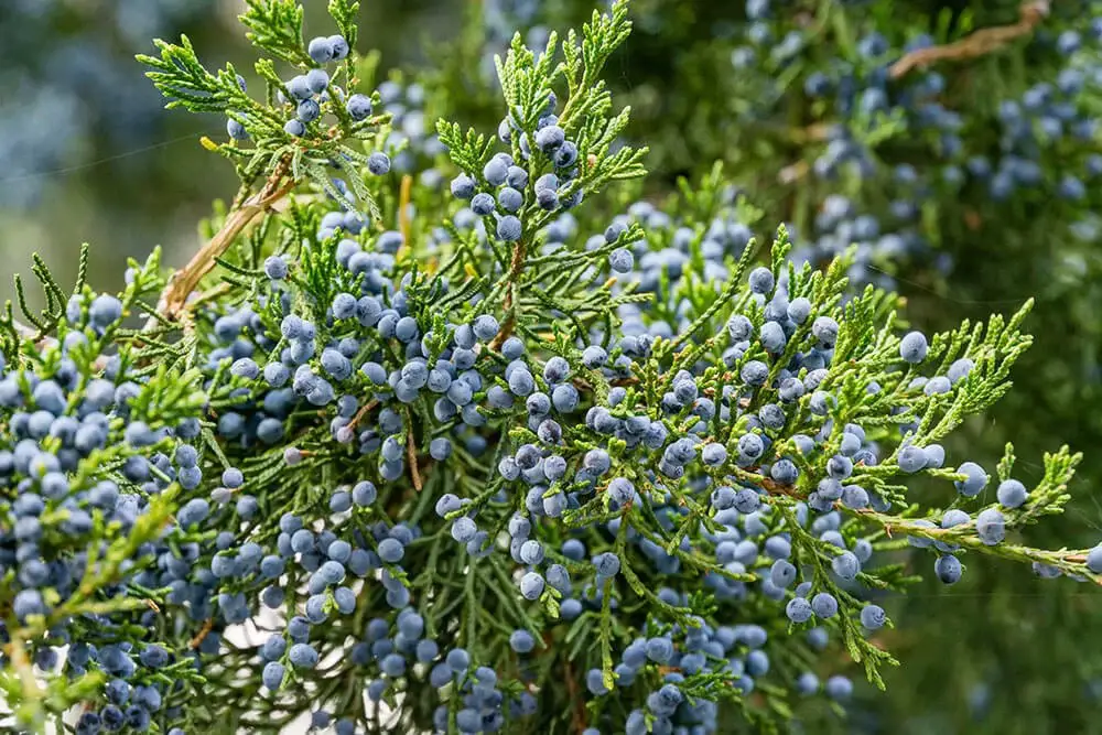 Eastern Red Cedar Tree (Juniperus virginiana)