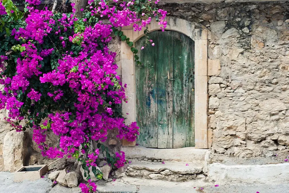 Bougainvillea (Bougainvillea)