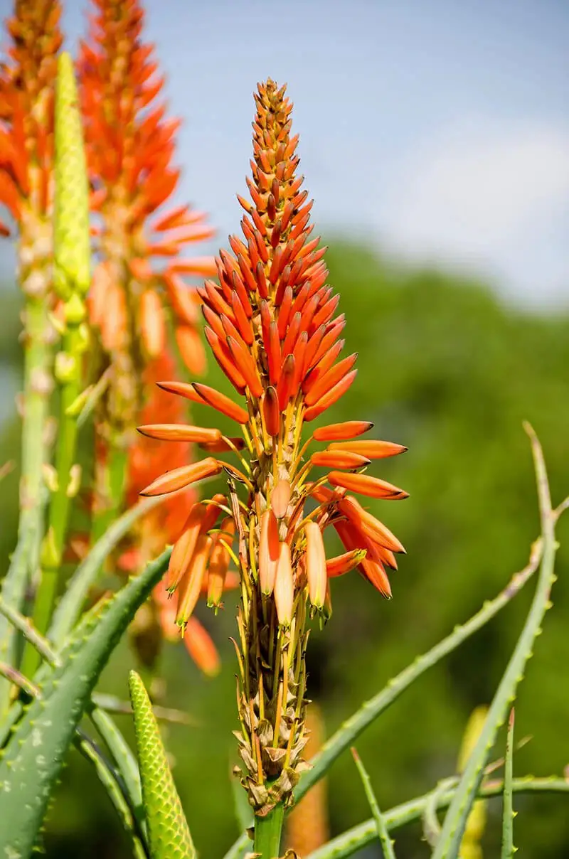 Red Aloe (Aloe Ferox)