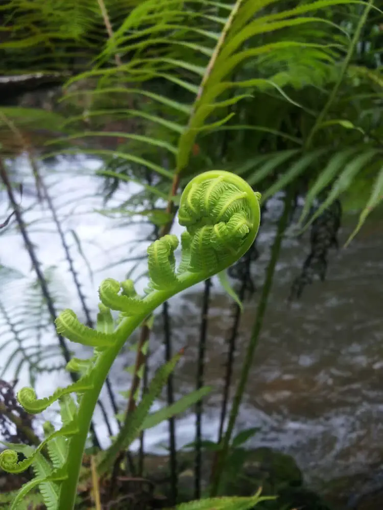 Vegetable Fern (Diplazium esculentum)