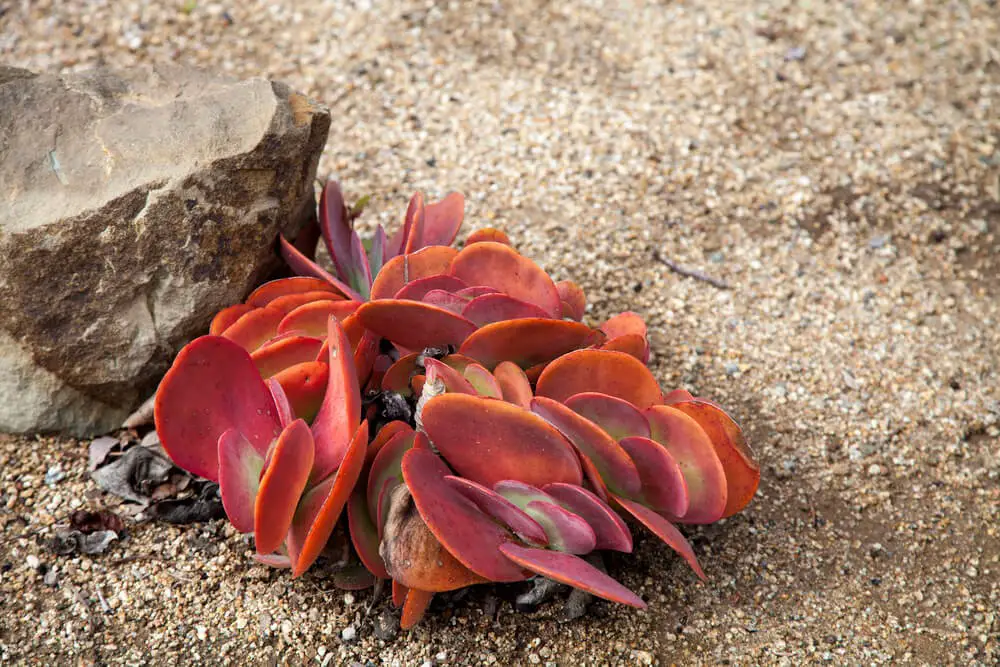 Paddle Plant (Kalanchoe luciae)