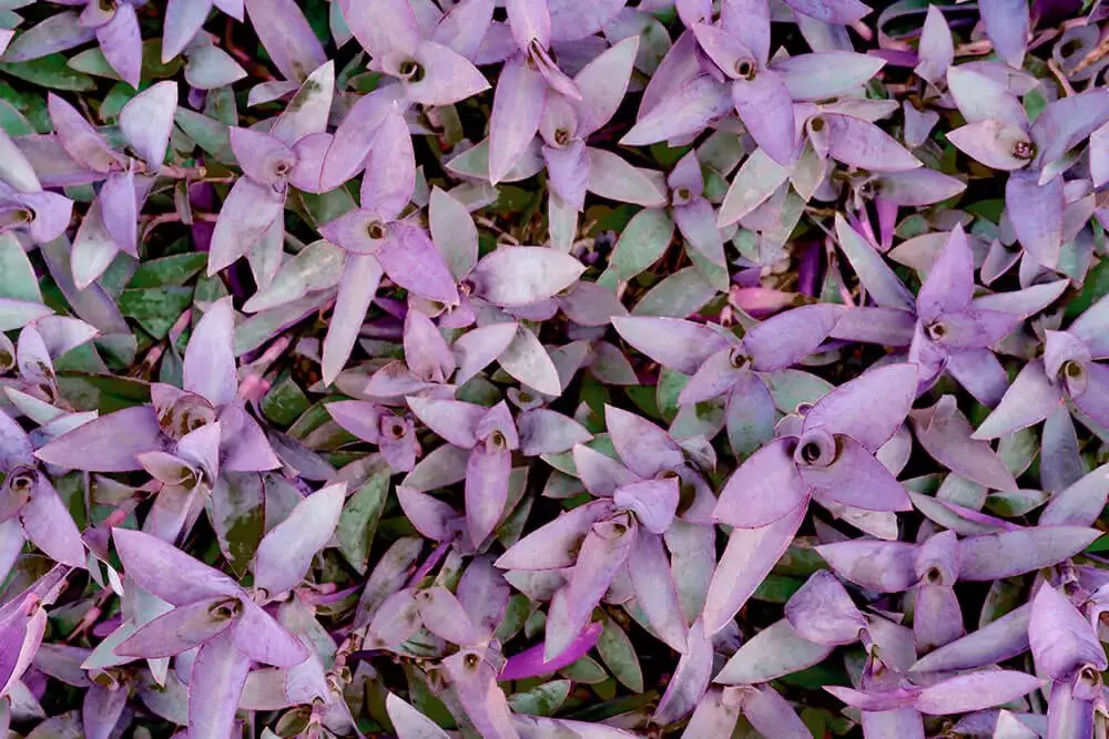 Purple Heart Plant (Tradescantia pallida)