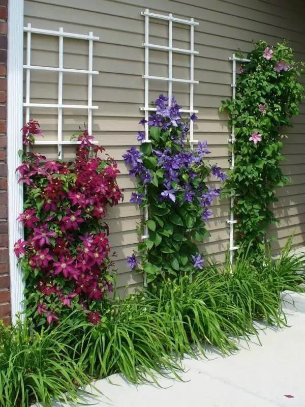 Clematis Climbing Wall