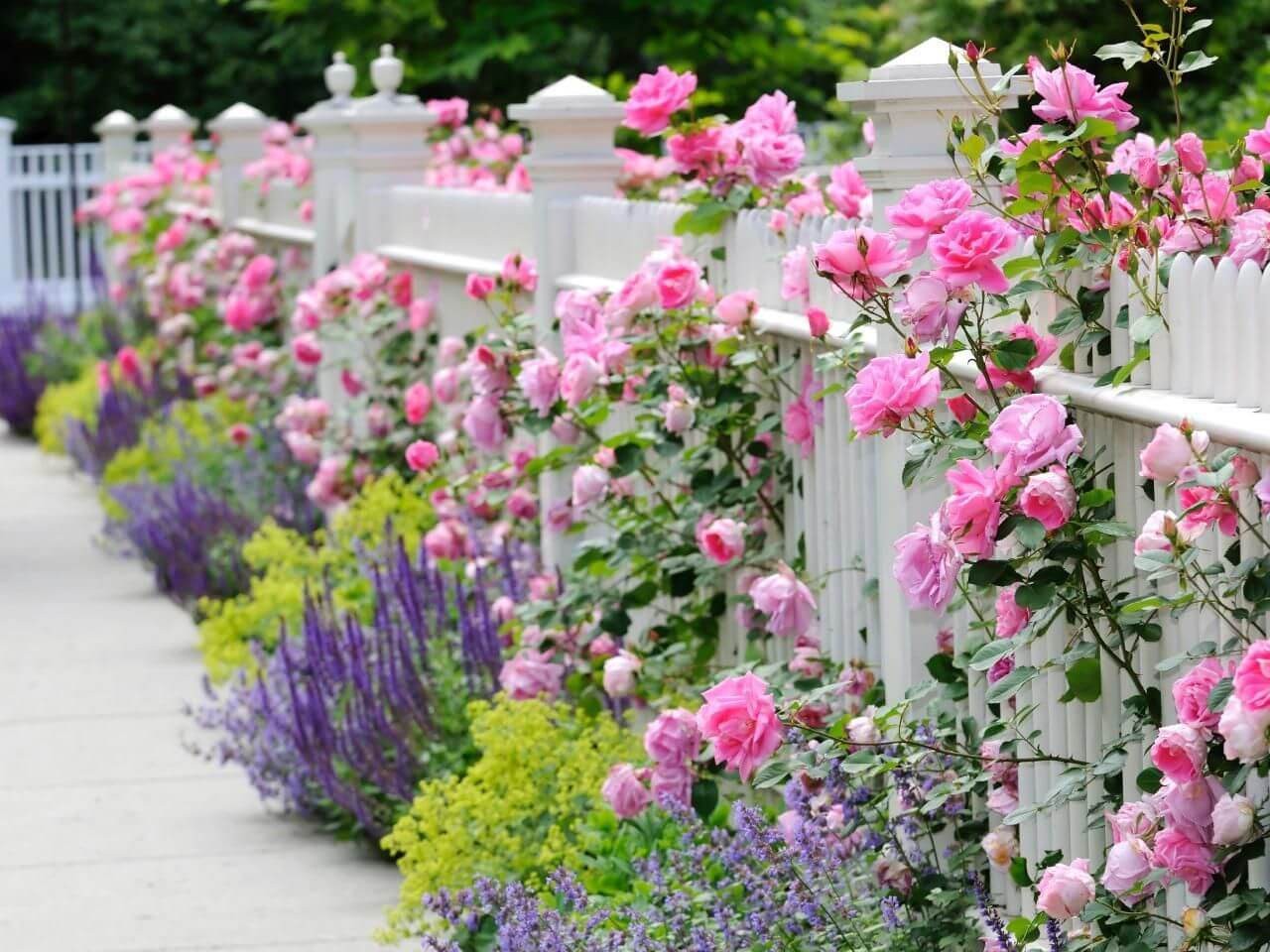 Heavenly Picket Fence