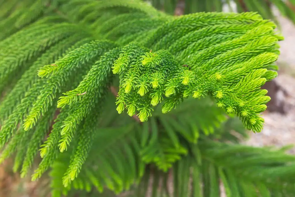 Norfolk Island Pine Tree (Araucaria heterophylla)