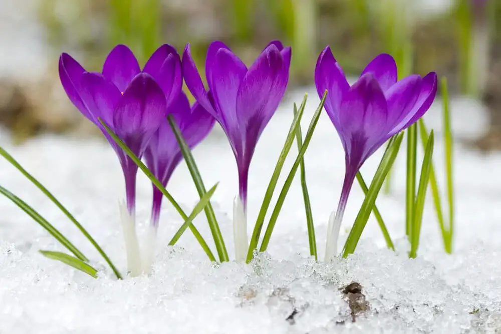 Crocus (Crocus)