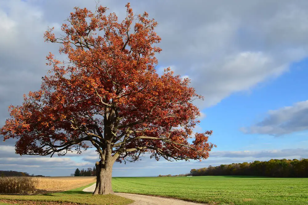 Red Oak (Quercus rubra)