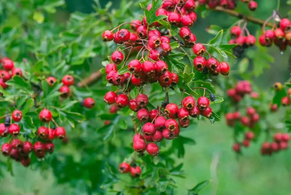 English Hawthorn (Crataegus monogyna)