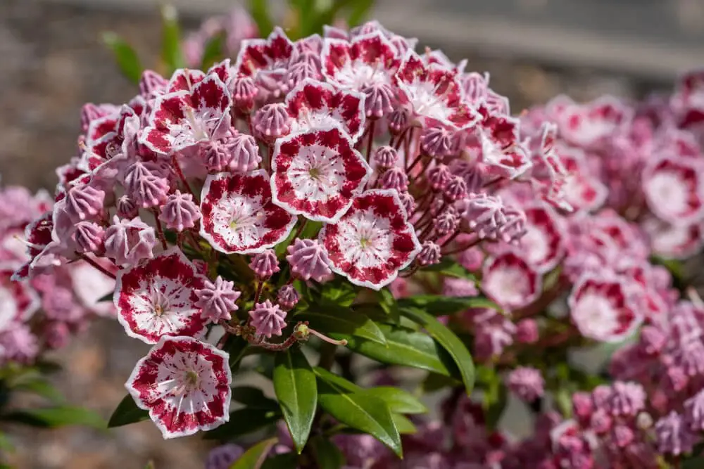 Mountain Laurel (Kalmia latifolia)