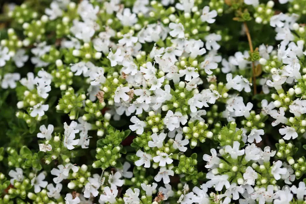 Creeping White Thyme (Thymus serpyllum ‘Albus’)