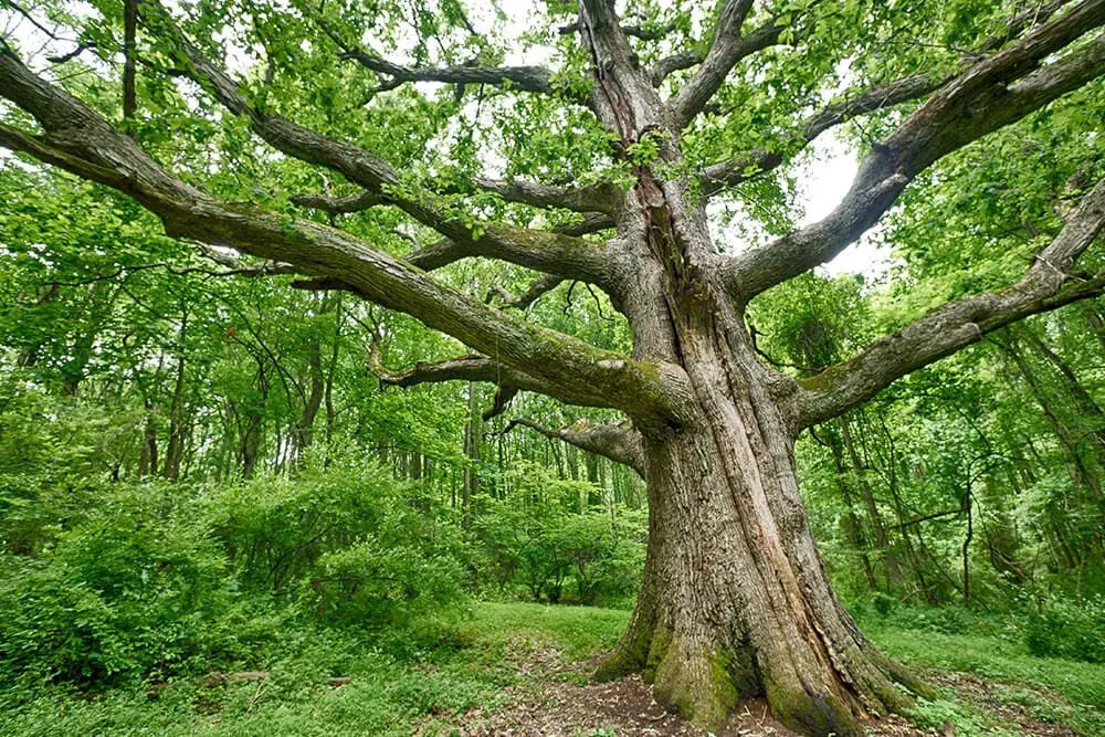 White Oak (Quercus alba)