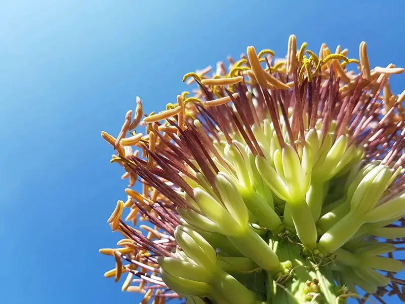 Queen Victoria Century Plant (Agave Victoriae-reginae)