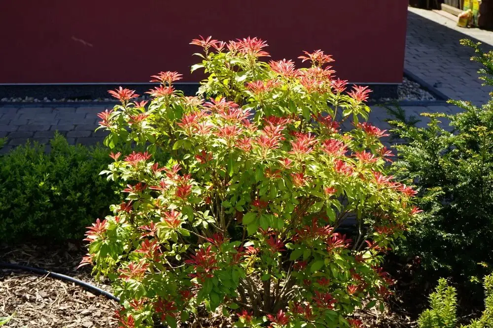 Japanese Pieris (Pieris japonica)