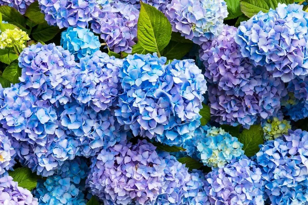 Hydrangea (Hydrangea macrophylla)