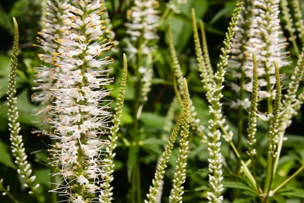 White Veronica (Veronica longifolia ‘Vernique White’)