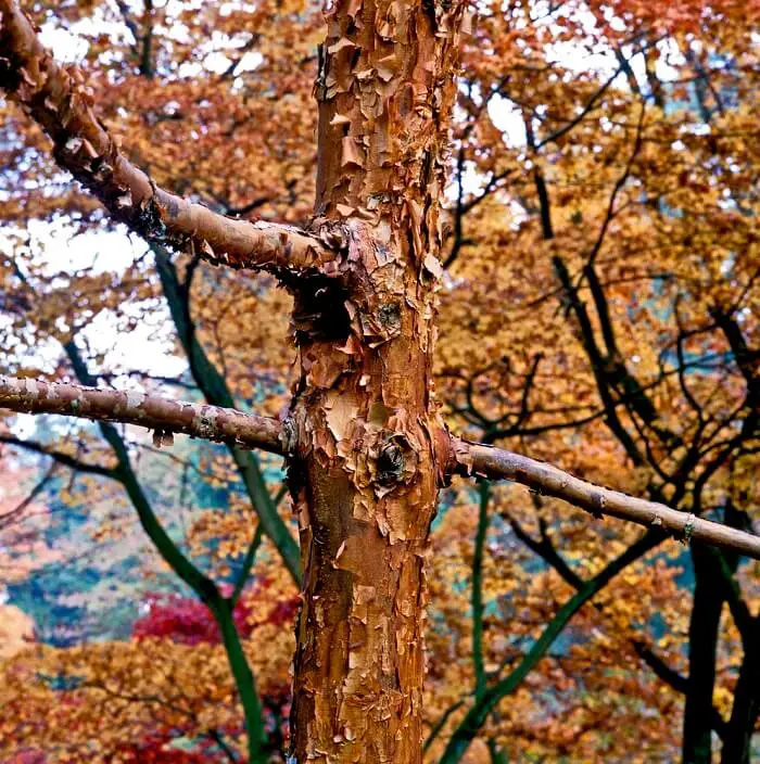 Paperbark Maple (Acer griseum)