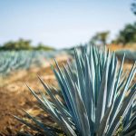 21 Salt-Tolerant Plants For Beach Landscaping That Are Resilient