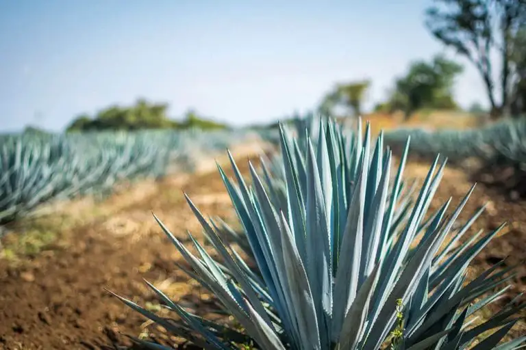 21 Salt-Tolerant Plants For Beach Landscaping That Are Resilient