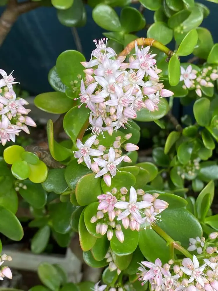 Pink Beauty Jade (Crassula ovata ‘Pink Beauty’)