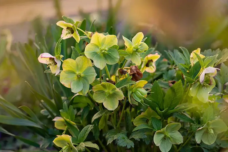 Hellebore (Helleborus × Hybridus ‘Yellow Lady’)