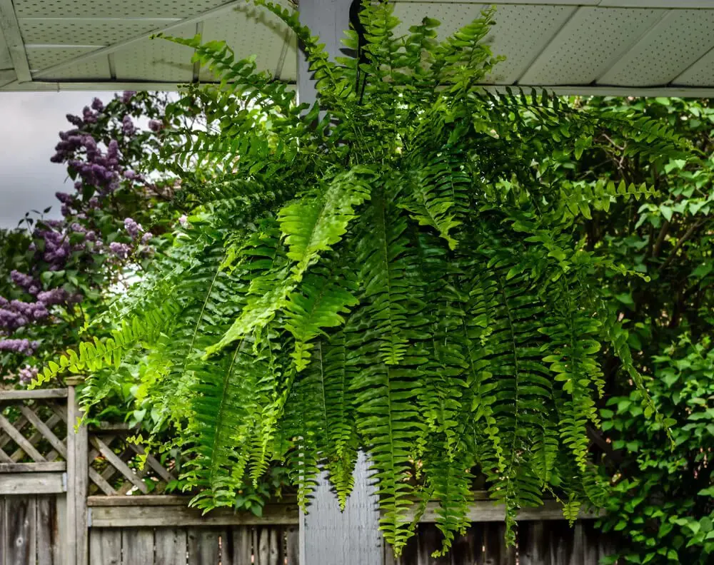 Bird’s Nest Fern (Asplenium nidus)